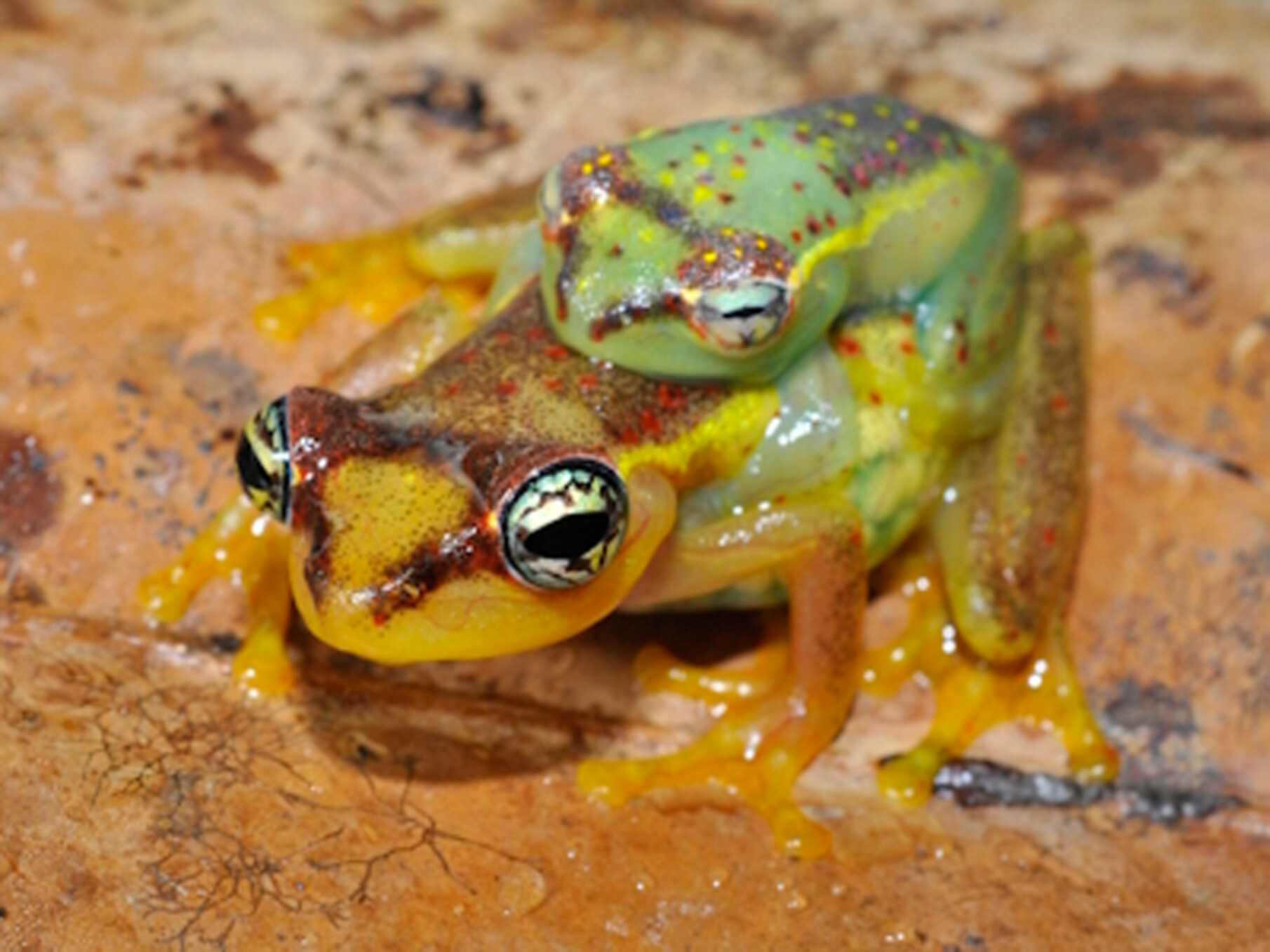 Captive Breeding Reveals Insights Into the Ecology and Reproductive Biology of 11 Little-Known Malagasy Frog Species