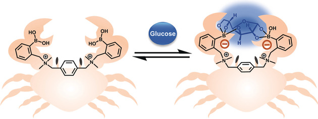 Molecular Design of a New Diboronic Acid for the Electrohydrodynamic Monitoring of Glucose