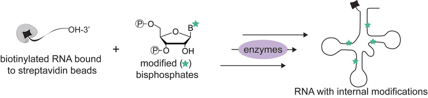 Solid-Phase-Supported Chemoenzymatic Synthesis of a Light-Activatable tRNA Derivative