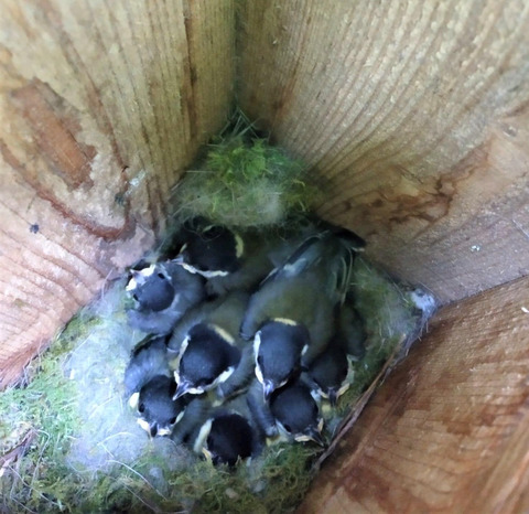 The effect of nest temperature on growth and survival in juvenile Great Tits Parus major