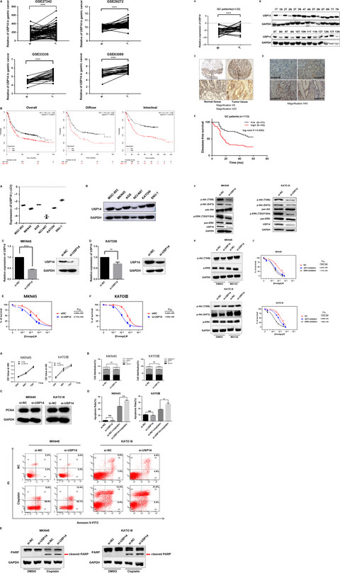 USP14 as a novel prognostic marker promotes cisplatin resistance via Akt/ERK signaling pathways in gastric cancer
