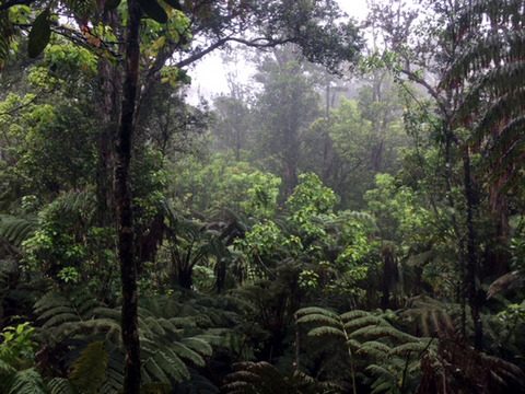 Climatic sensitivity of species’ vegetative and reproductive phenology in a Hawaiian montane wet forest