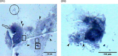 Details are in the caption following the image