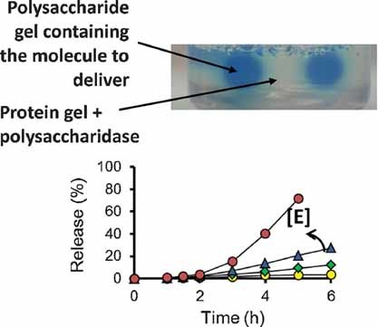 Gelatin-Alginate Gels and Their Enzymatic Modifications: Controlling the Delivery of Small Molecules