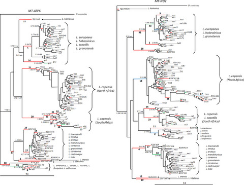 Positive selection on the mitochondrial ATP synthase 6 and the NADH dehydrogenase 2 genes across 22 hare species (genus Lepus)