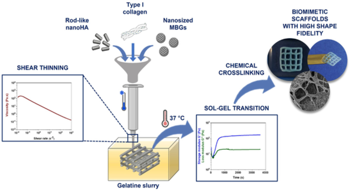 Extrusion 3D printing of a multiphase collagen-based material: An optimized strategy to obtain biomimetic scaffolds with high shape fidelity