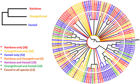 Trans-specific polymorphism and the convergent evolution of supertypes in major histocompatibility complex class II genes in darters (Etheostoma)