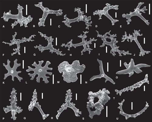 Details are in the caption following the image Details are in the caption following the image