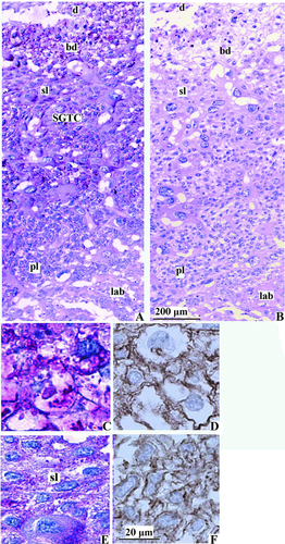 Details are in the caption following the image Details are in the caption following the image