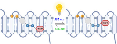 Synthesis and Characterization of Photoswitchable Covalent Ligands for the β2-Adrenoceptor