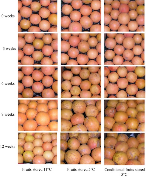 Influence of storage temperature and low-temperature conditioning on the levels of health-promoting compounds in Rio Red grapefruit