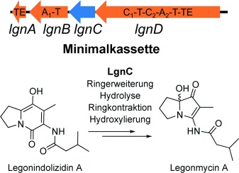 Discovery of a Single Monooxygenase that Catalyzes Carbamate Formation and Ring Contraction in the Biosynthesis of the Legonmycins