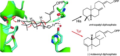 Blocking Deprotonation with Retention of Aromaticity in a Plant ent-Copalyl Diphosphate Synthase Leads to Product Rearrangement
