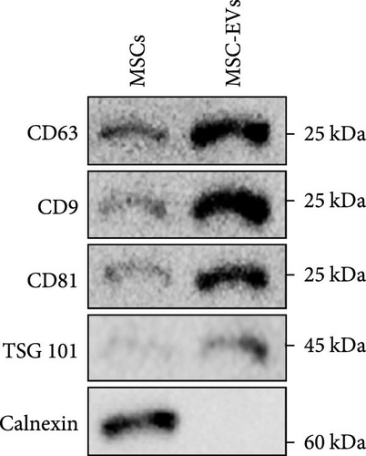 Details are in the caption following the image