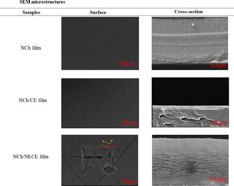 Development of nanochitosan-based active packaging films containing free and nanoliposome caraway (Carum carvi. L) seed extract