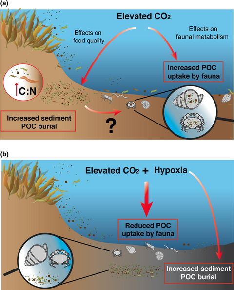 Ocean acidification and hypoxia alter organic carbon fluxes in marine soft sediments