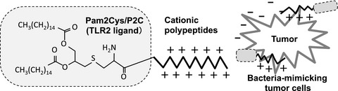 Development of a vaccine based on bacteria-mimicking tumor cells coated with novel engineered toll-like receptor 2 ligands