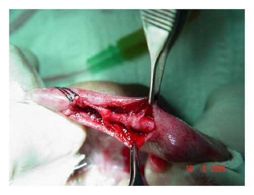 Details are in the caption following the image Details are in the caption following the image
