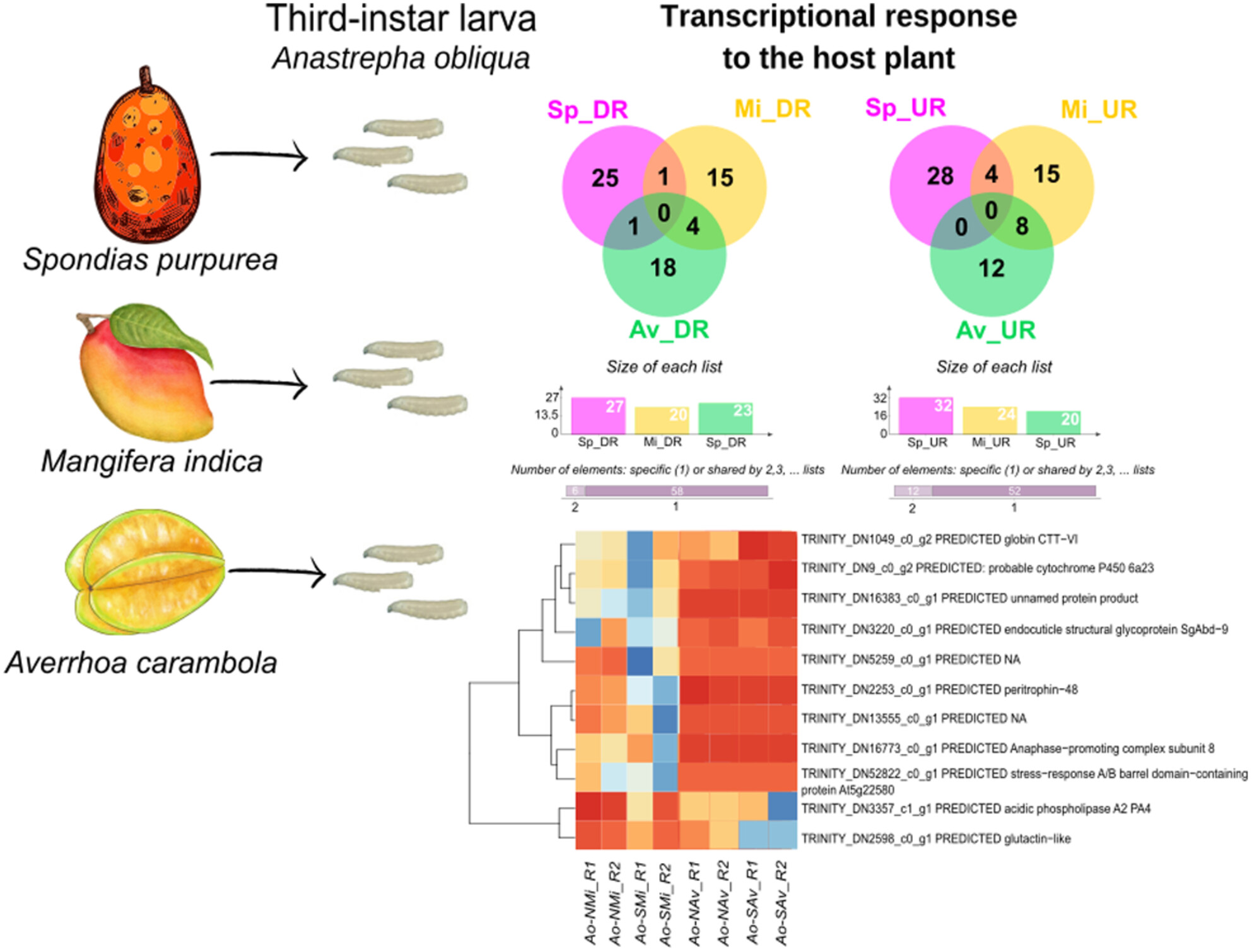 Transcriptional response in larvae of the generalist fruit fly Anastrepha obliqua feeding on three different tropical host plants