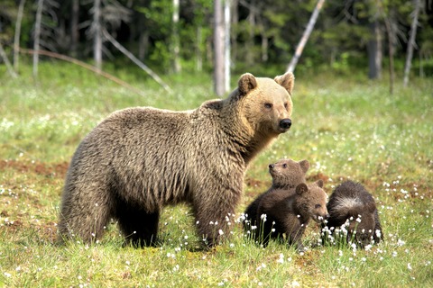 Estimating population size using single-nucleotide polymorphism-based pedigree data