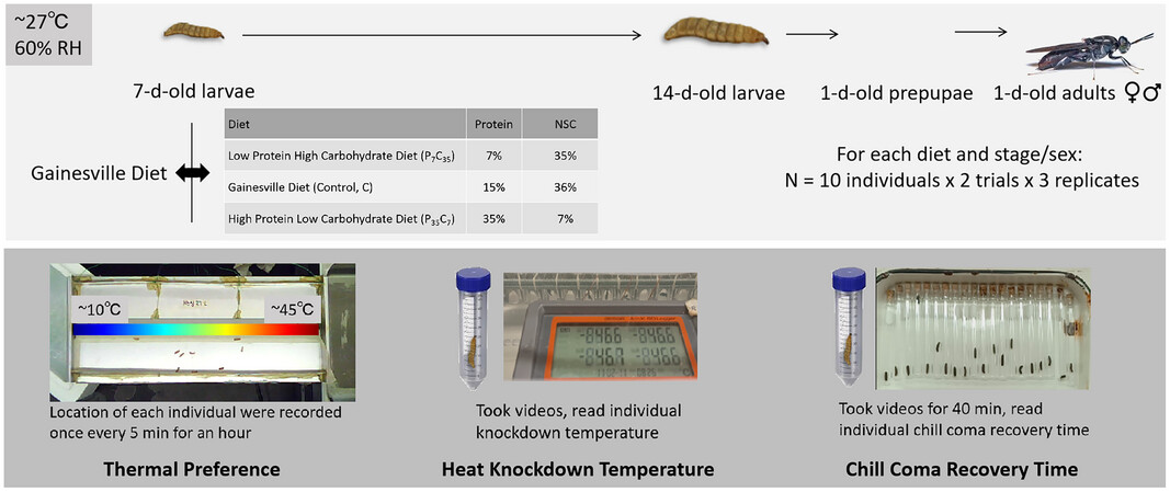 Larval diet impacts black soldier fly (Diptera: Stratiomyidae) thermal tolerance and preference