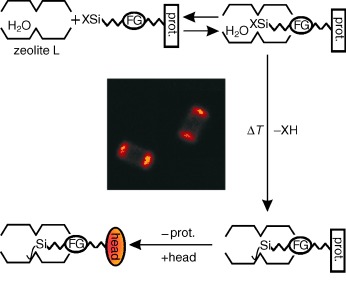 Sequential Functionalization of the Channel Entrances of Zeolite L Crystals