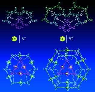 Facile Self-Assembly of Metallo-Supramolecular Ring-in-Ring and Spiderweb Structures Using Multivalent Terpyridine Ligands