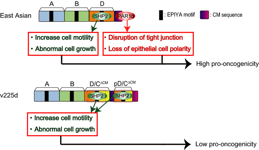 Natural variant of the Helicobacter pylori CagA oncoprotein that lost the ability to interact with PAR1