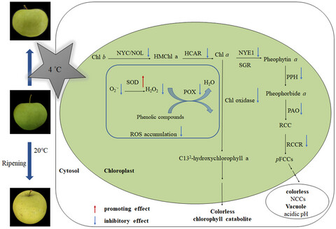 Low temperature delays degreening of apple fruit by inhibiting pheophorbide a oxygenase (PAO) pathway and chlorophyll oxidation during ripening