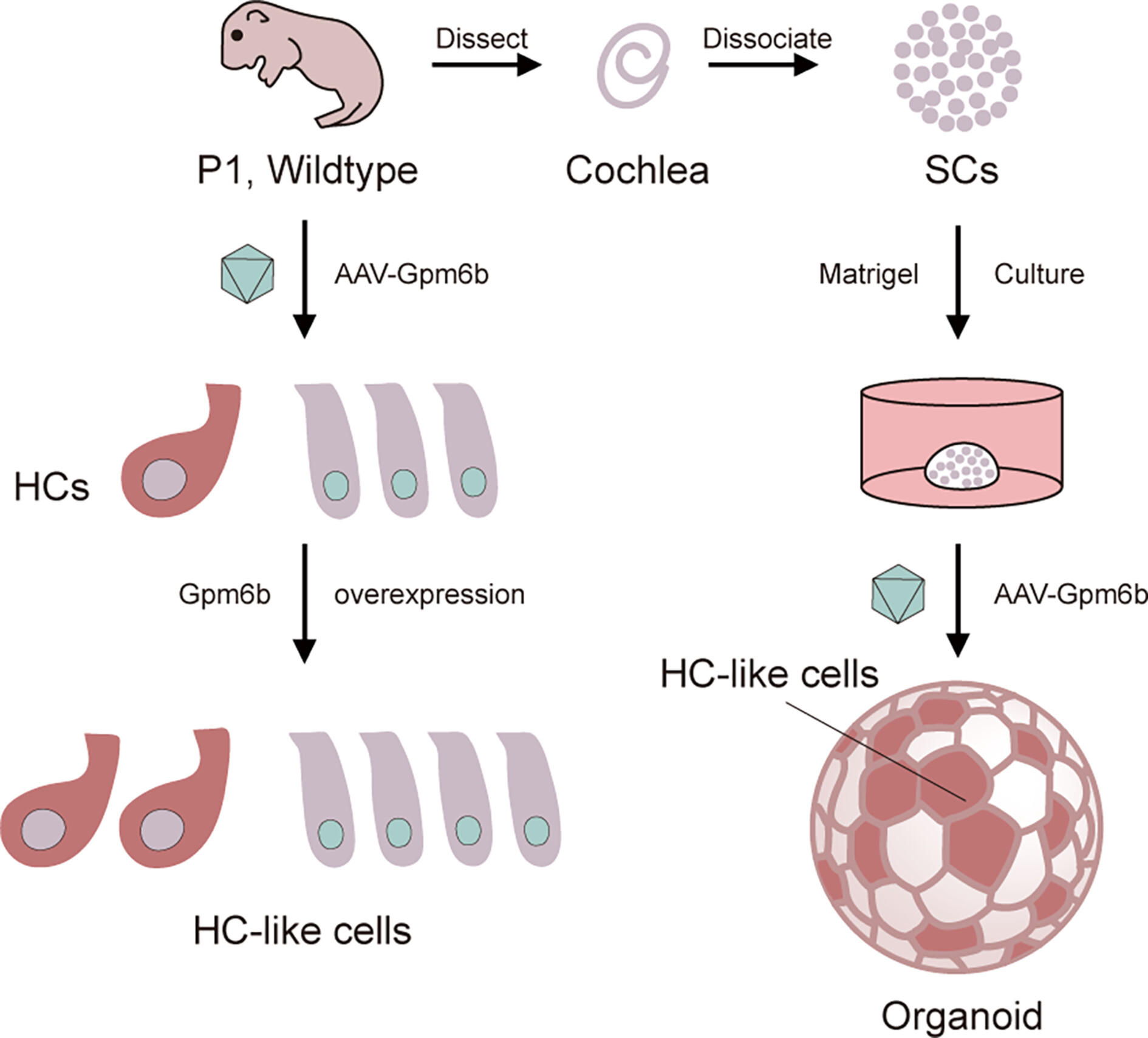 AAV-mediated Gpm6b expression supports hair cell reprogramming