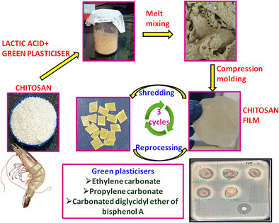 Thermo-Mechanical Processing of Chitosan Using Cyclic Carbonates as Green Plasticizers