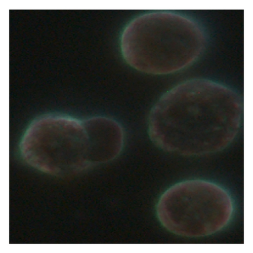 Details are in the caption following the image