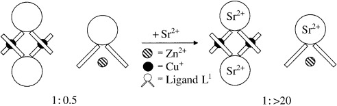 Allosteric-Controlled Metal Specificity of a Ditopic Ligand