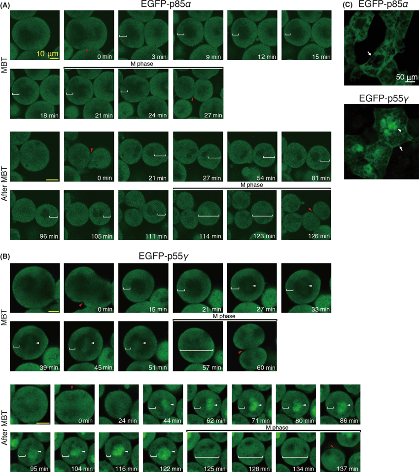 Details are in the caption following the image Details are in the caption following the image