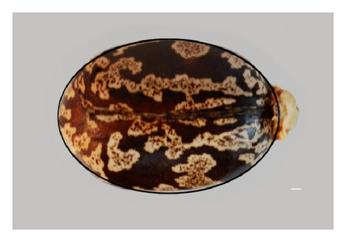 Details are in the caption following the image