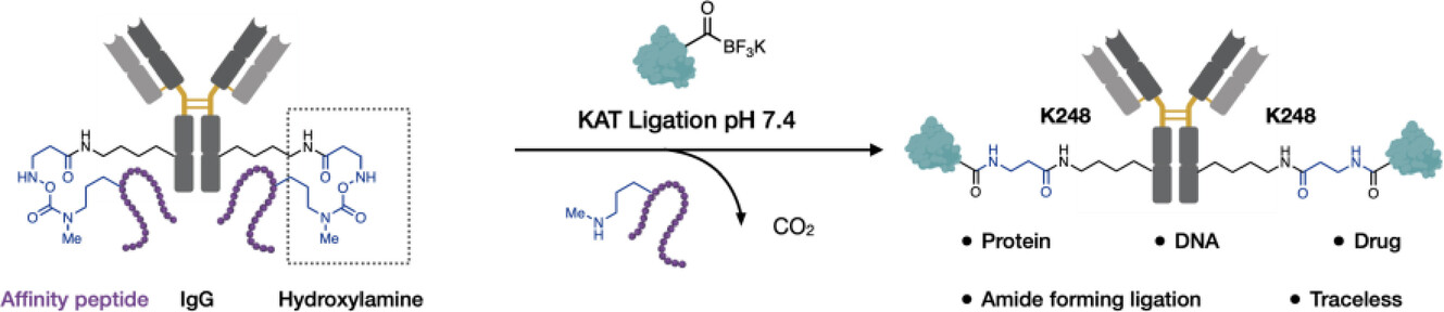 Peptide-Directed Attachment of Hydroxylamines to Specific Lysines of IgG Antibodies for Bioconjugations with Acylboronates