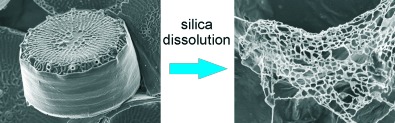 Chitin-Based Organic Networks: An Integral Part of Cell Wall Biosilica in the Diatom Thalassiosira pseudonana