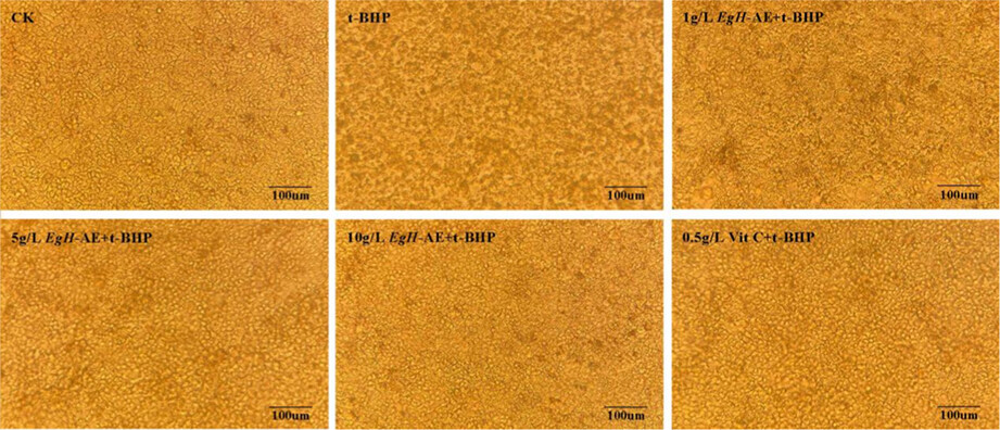 Antioxidant, anti-inflammatory, and anticancer function of Engleromyces goetzei Henn aqueous extract on human intestinal Caco-2 cells treated with t-BHP