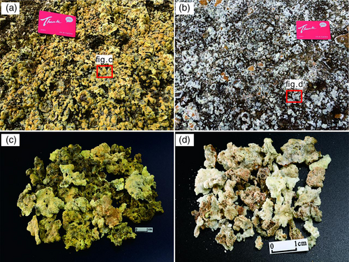Details are in the caption following the image Details are in the caption following the image
