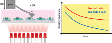 Biomechanical Insights into the Proteomic Profiling of Cells in Response to Red Light Absorption