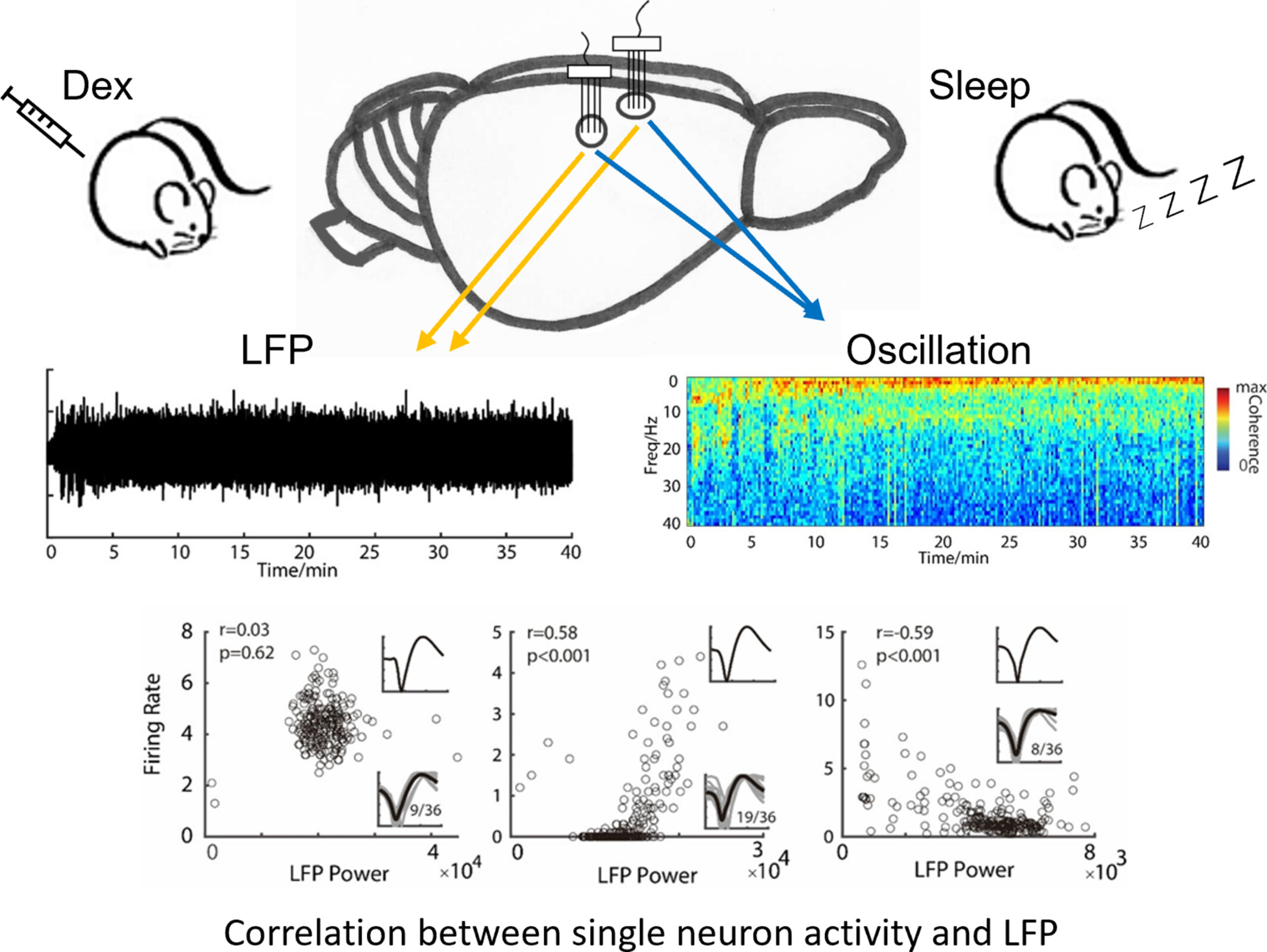 Neural Oscillations in the Somatosensory and Motor Cortex Distinguish Dexmedetomidine-Induced Anesthesia and Sleep in Rats