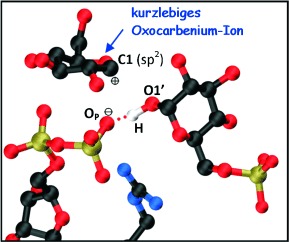 The Molecular Mechanism of Enzymatic Glycosyl Transfer with Retention of Configuration: Evidence for a Short-Lived Oxocarbenium-Like Species