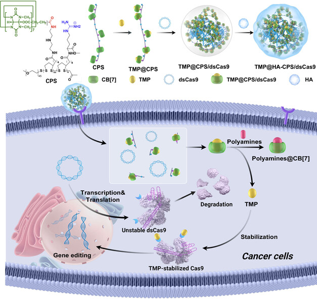 Supramolecular Genome Editing: Targeted Delivery and Endogenous Activation of CRISPR/Cas9 by Dynamic Host-Guest Recognition
