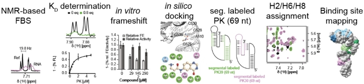 Optimization of Structure-Guided Development of Chemical Probes for the Pseudoknot RNA of the Frameshift Element in SARS-CoV-2