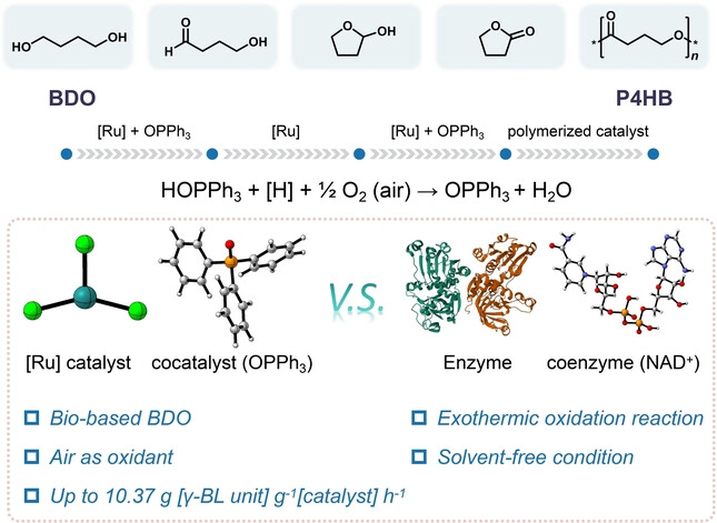 Air-Mediated Biomimetic Synthesis of Polyhydroxyalkanoate with C4 Diol