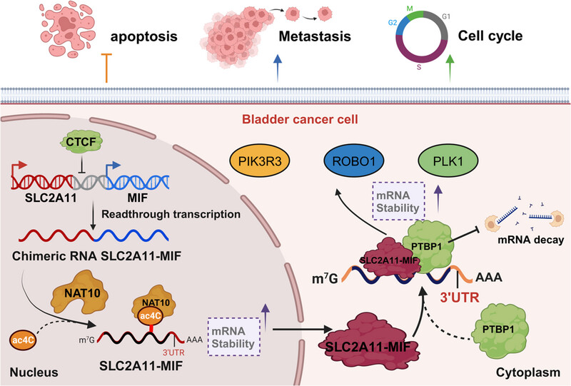 Oncogenic SLC2A11–MIF fusion protein interacts with polypyrimidine tract binding protein 1 to facilitate bladder cancer proliferation and metastasis by regulating mRNA stability