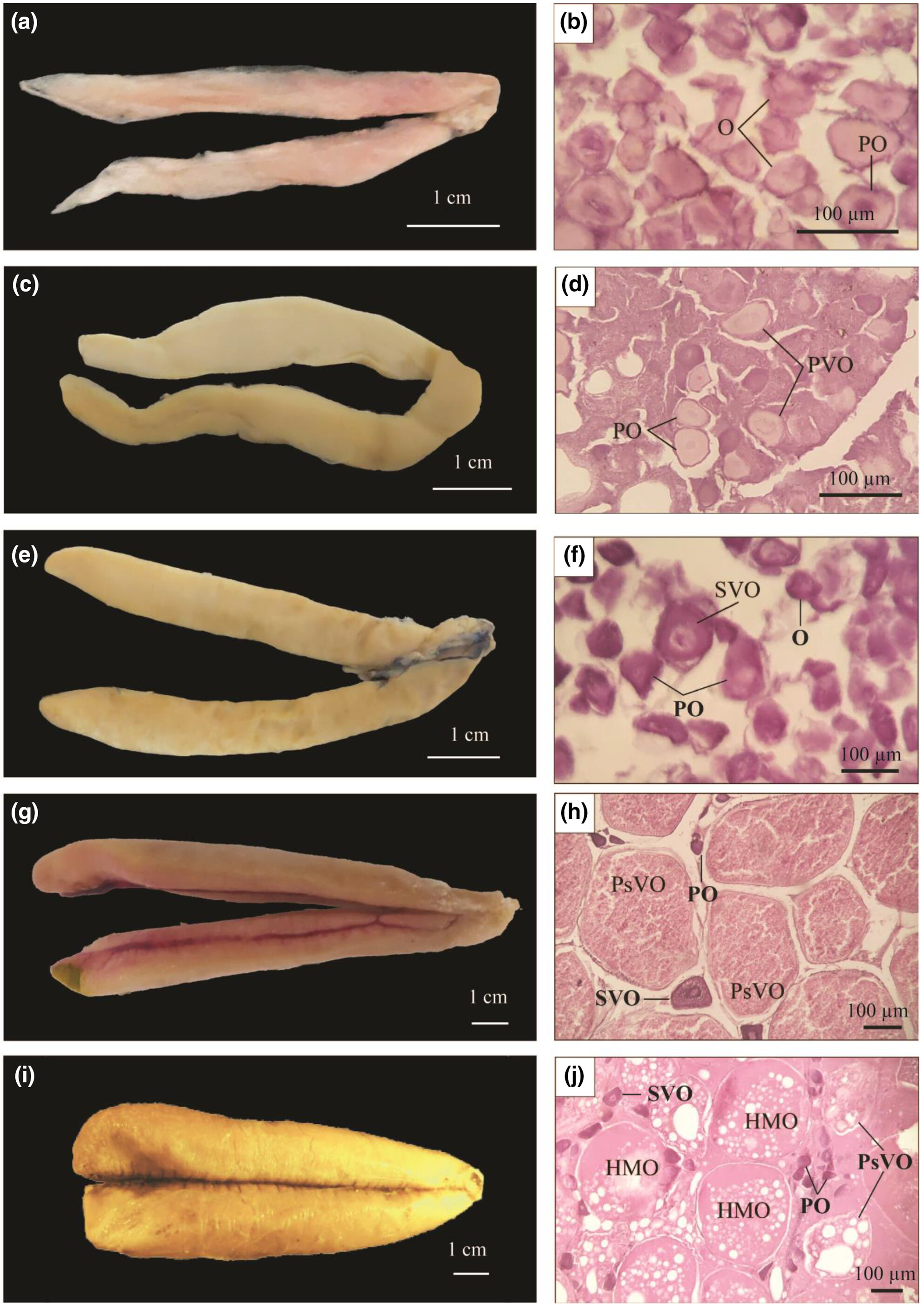 The reproductive biology of Ellochelon vaigiensis from the Vietnamese Mekong Delta