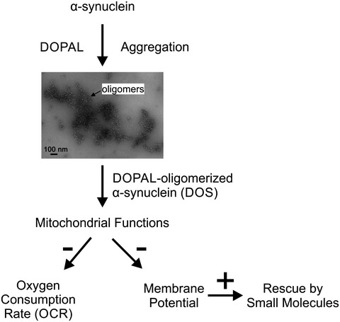 Enhanced mitochondrial inhibition by 3,4-dihydroxyphenyl-acetaldehyde (DOPAL)-oligomerized α-synuclein