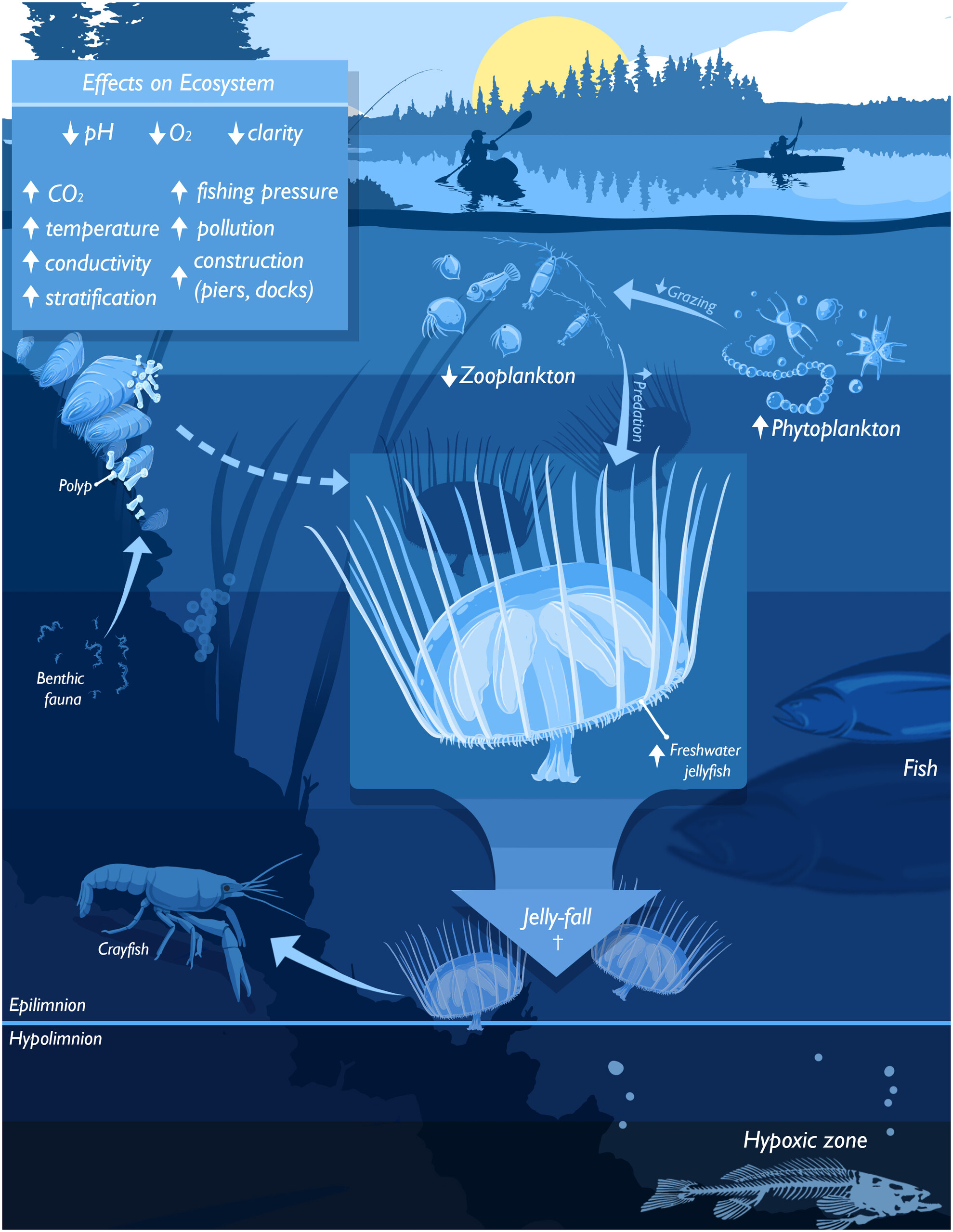 Hidden gems: Scattered knowledge hampered freshwater jellyfish research over the past one-and-a-half centuries