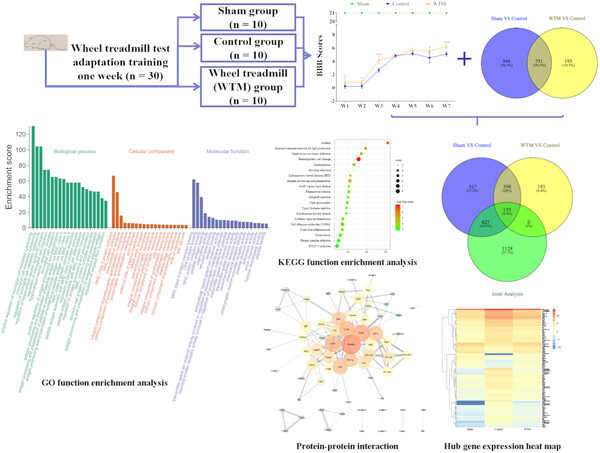 Bioinformatics analysis of the wheel treadmill test on motor function recovery after spinal cord injury